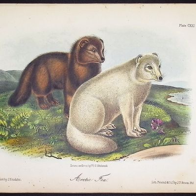 Audubon - Arctic Fox. 121