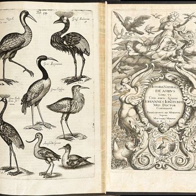 Jonston & Merians's Historiae Naturalis de Avibus - Volume with 62 Bird Engravings