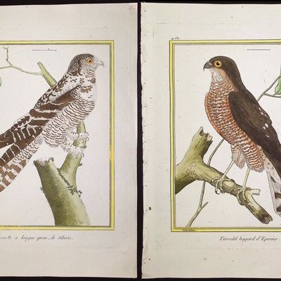 Martinet & Buffon - 10 Bird of Prey Engravings