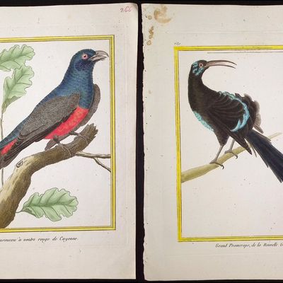 Martinet & Buffon - 6 Bird Engravings