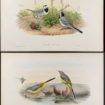 Gould, Great Britain - 5 Bird Lithographs