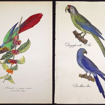 Gervais & Reichenbach - 4 Parrot Prints