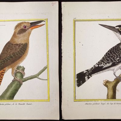 Martinet & Buffon - 6 Kingfisher Engravings
