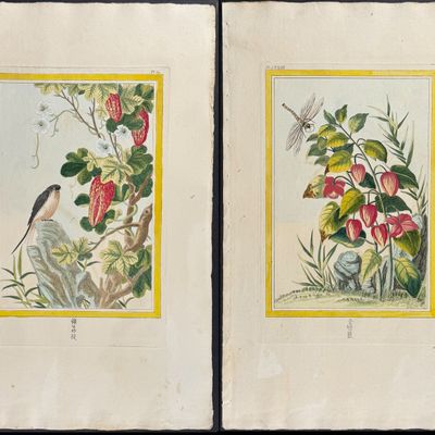Buchoz - 10 Botanical, Bird, & Insect Engravings