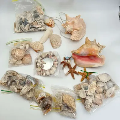 Large Seashell Collection with Conch, Starfish, and Assorted Crushed and Whole Shells