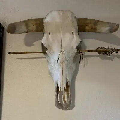 Cow Skull