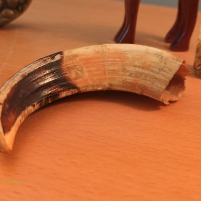 Real Warthog Tusk