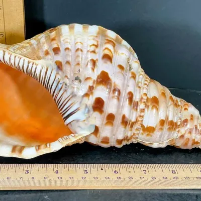 Giant 12" Triton's Trumpet Shell Specimen – Excellent Color