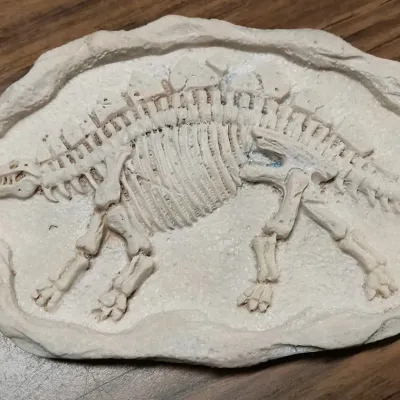 Stegosaurus Fossil Skeleton Relief Plaque