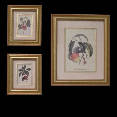 Vintage Framed Botanical Fruit Prints
