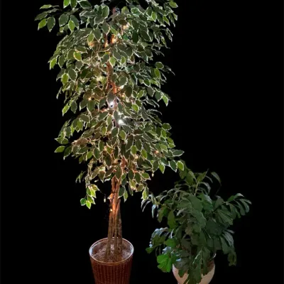 Two Faux Plants: 77” Ficus Tree And 40” Fishtail Palm