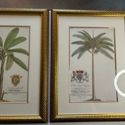 Framed botanical print of a palm tree With Ornate Gold colored Frame 