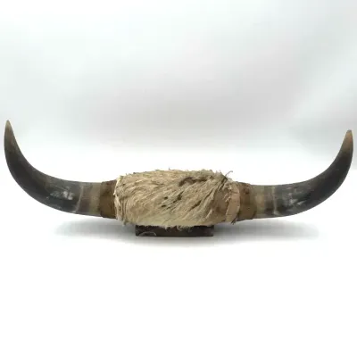 Vintage Mounted Steer/ Bull Horns