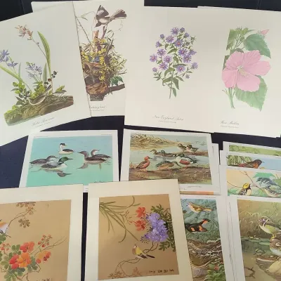 Audubon Society Bird Print Set & More (WH4)