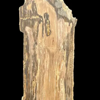 Unpolished Petrified Wood 