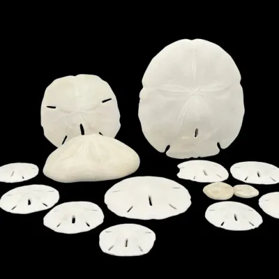 Sand Dollar Lot