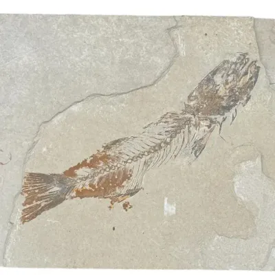 Fossilized Fish 