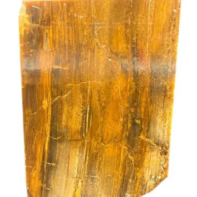 Polished Petrified Wood
