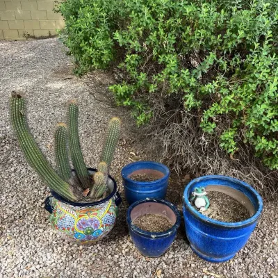 Flower Pots And Cactus