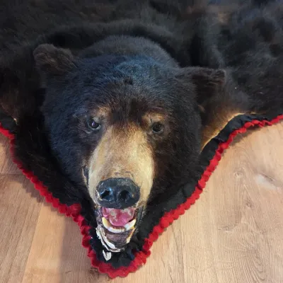 Sale Photo Thumbnail #25: Taxidermy black bear rug featuring a full head mount with an open mouth, detailed teeth, and a red and black felt border.