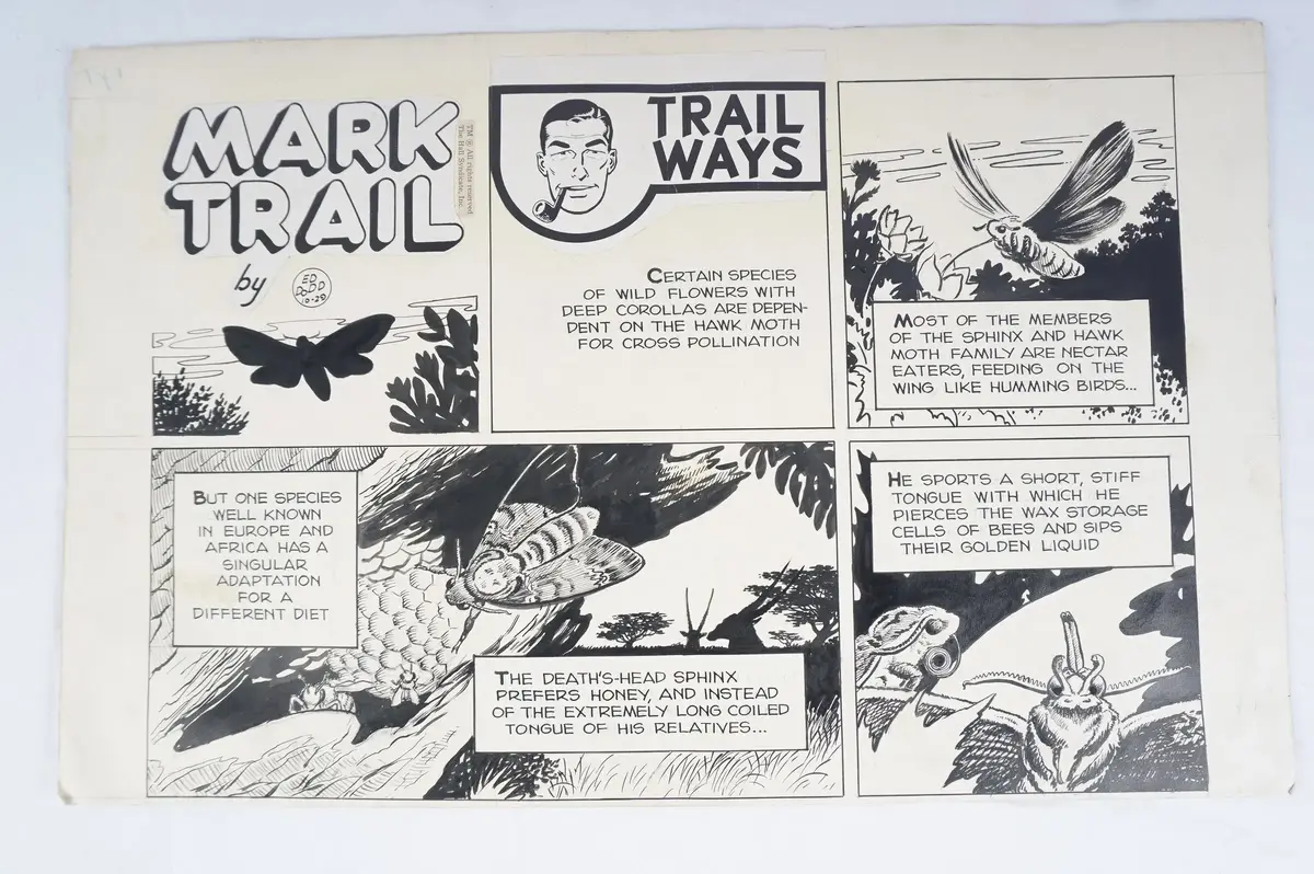 Ed Dodd Original Mark Trail Sunday Comic Strip Art 1962, Hand Signed & Inscribed, 23" x 29"