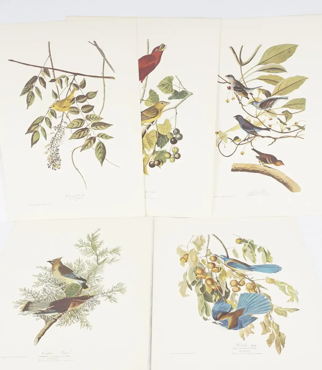 6 John James Audubon "The Birds of America" Prints: Florida Jay, Cedar Bird, Summer Red Bird