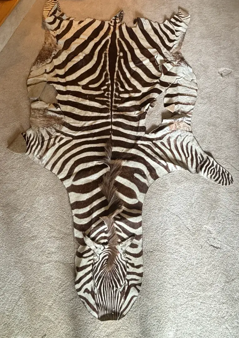 Zebra Fur Pelt