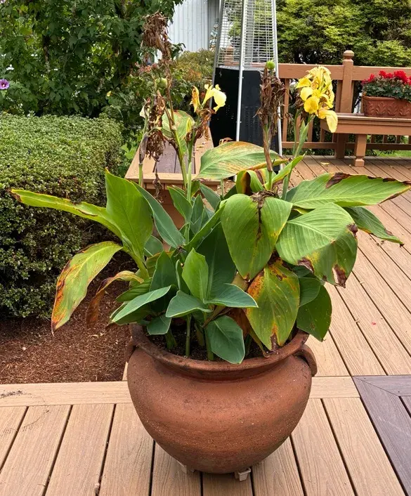 Large Terra Cotta Planter And Pot 