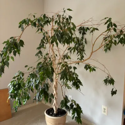 Ficus Plant