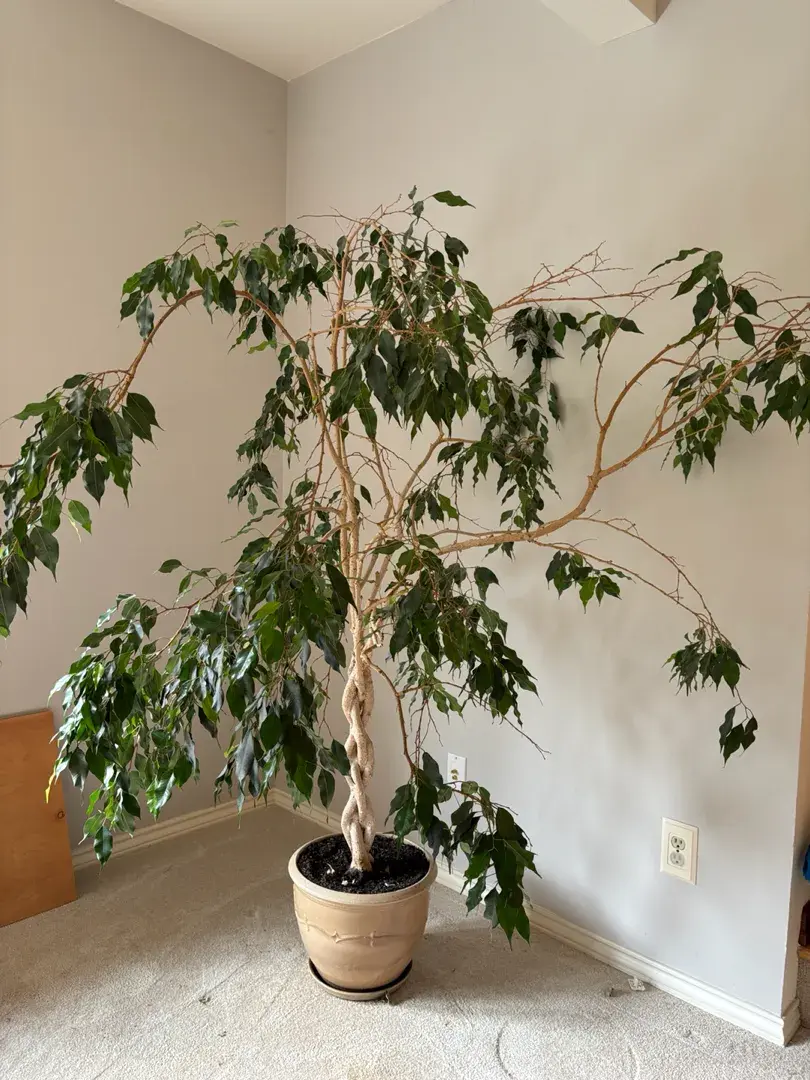 Ficus Plant