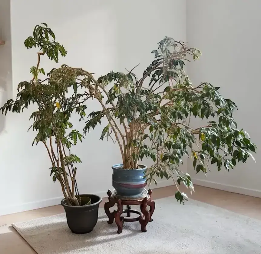 Ficus And Ming Aralia Plant