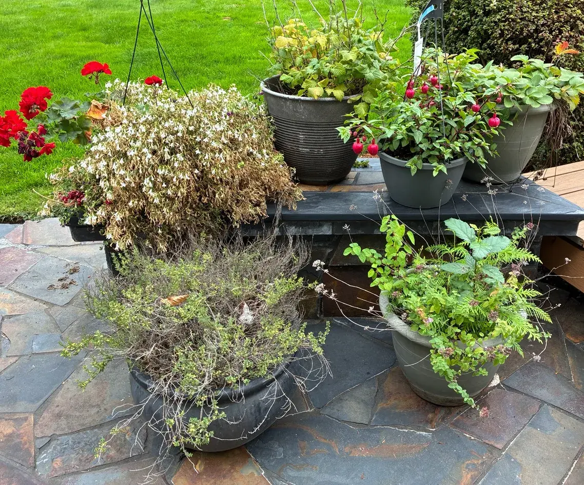 Live Plants