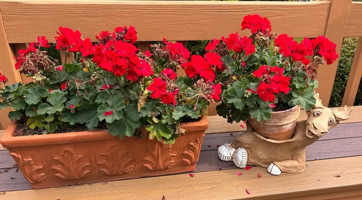 Geranium Pots