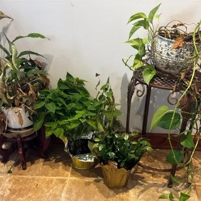 House Plants