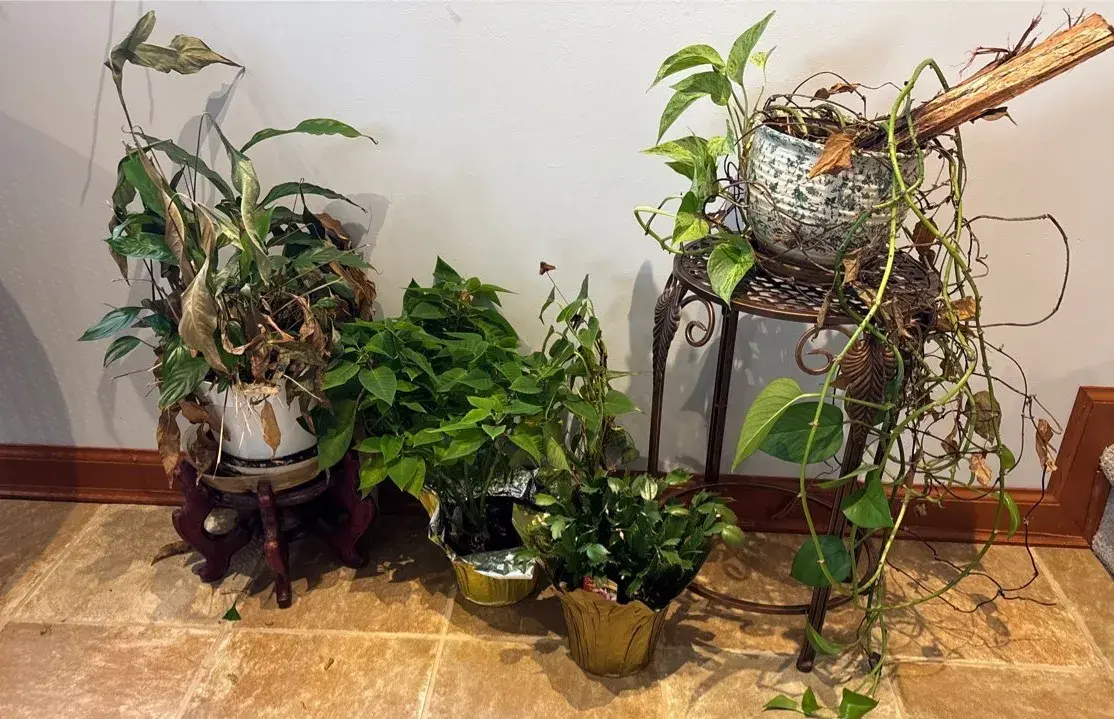House Plants