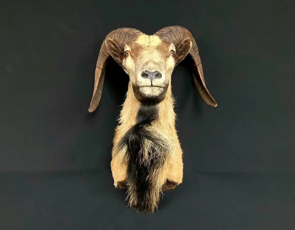 Corsican Ram Taxidermy Shoulder Mount