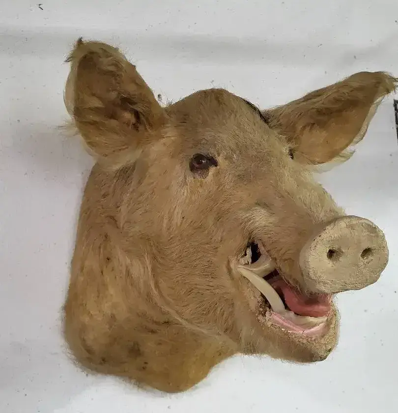 Taxidermy Wild Boar Mount