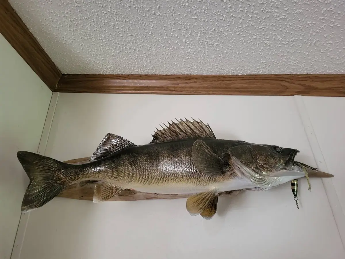 Taxidermy Walleye Mounted on Driftwood