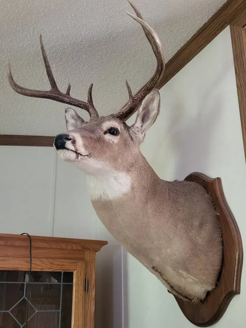 Taxidermy Seven Point Buck