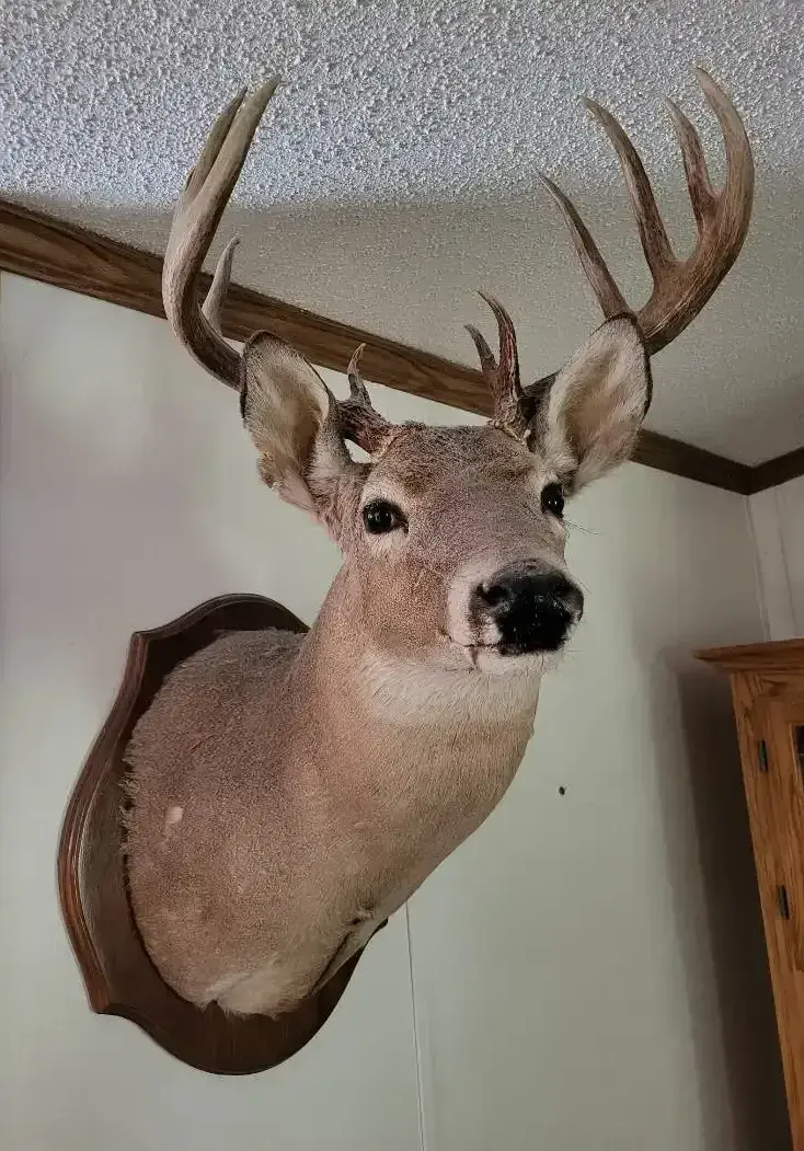 Taxidermy Eight Point Buck