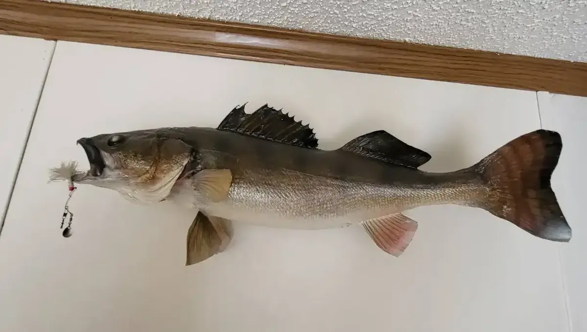 Taxidermy Walleye