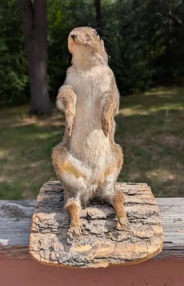 Taxidermy Standing Squirrel