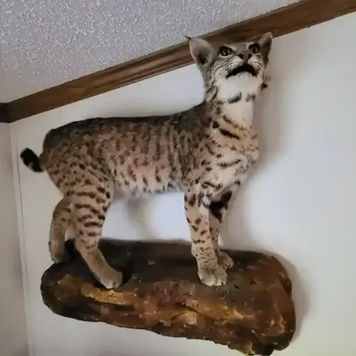 Taxidermy Bobcat