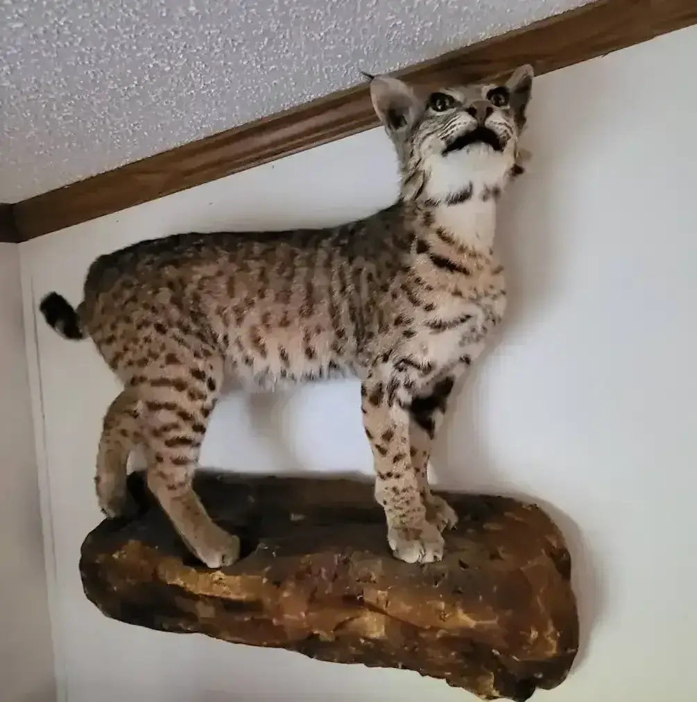 Taxidermy Bobcat