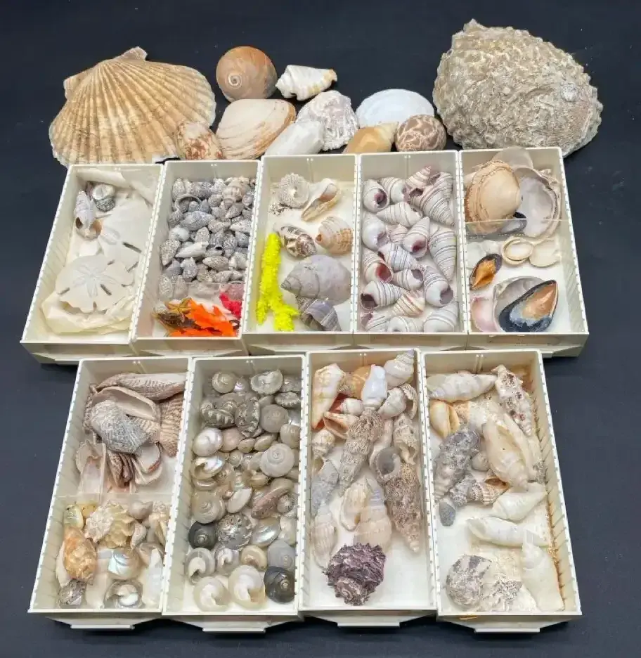 Shell Collection with Storage Box