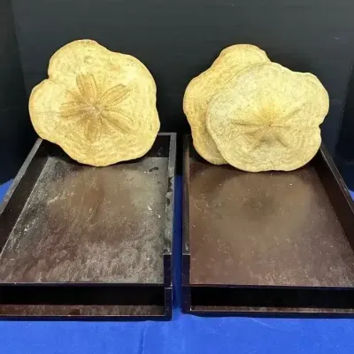 4 Dark Wood Letter Trays - 3 Dried Large Sand Dollar Decor