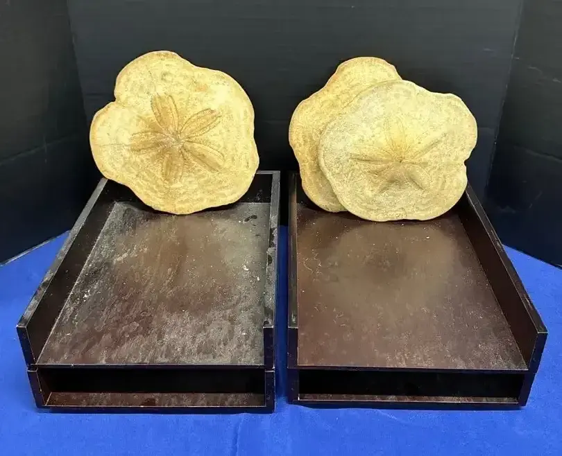 4 Dark Wood Letter Trays - 3 Dried Large Sand Dollar Decor