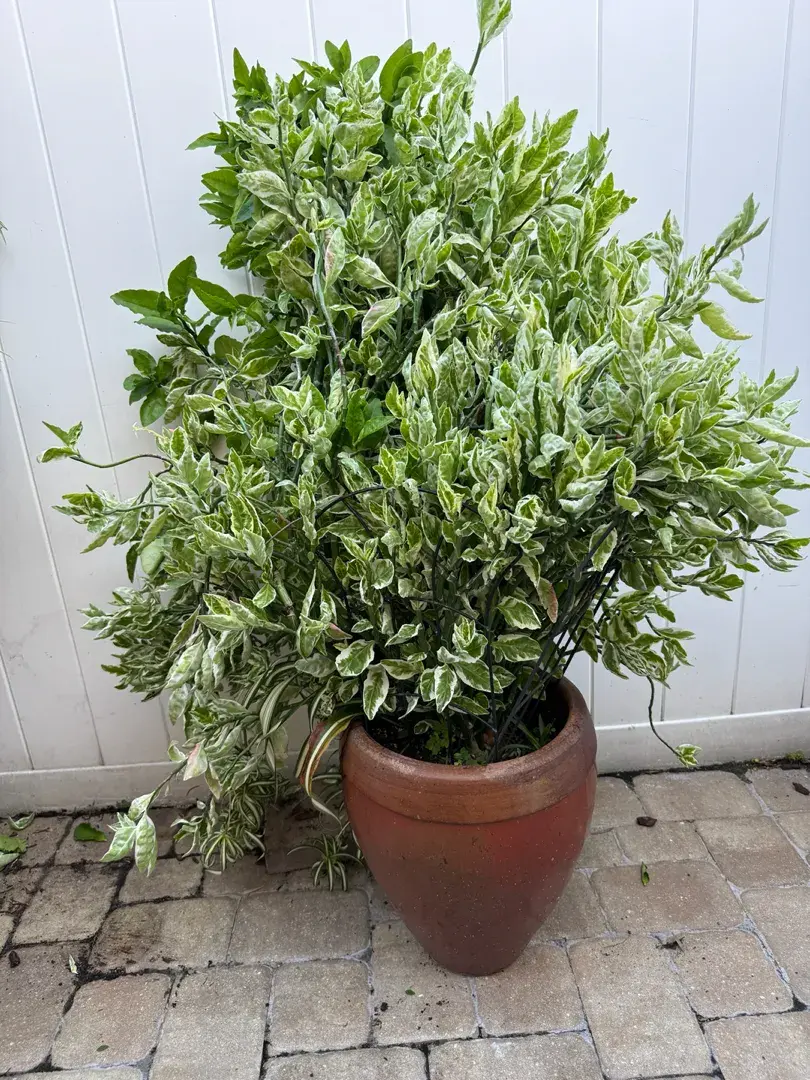 Huge Mature Variegated Devil’s Backbone / Zigzag Plant In Clay Pot