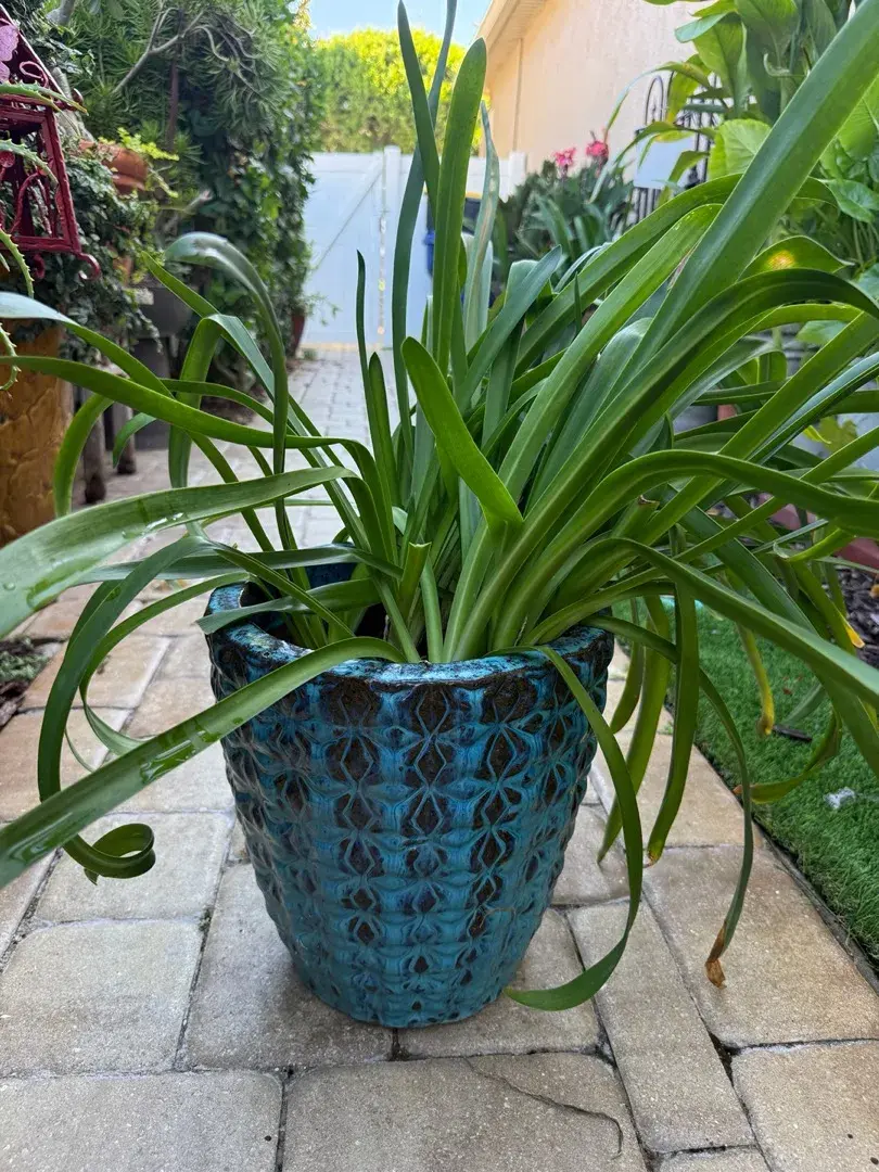 12" Blue Glazed Ceramic Planter with Large Healthy Agapanthus Plant