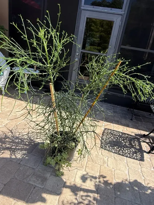 Huge 6-Ft. Pencil Cactus Tree with Variegated Baby Sun Rose – Potted